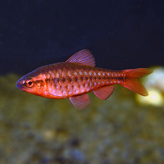 Cá Diếc Anh Đào – Cherry Barb