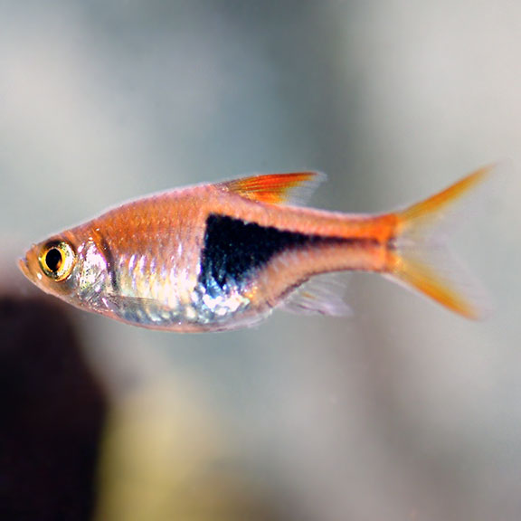 Cá Tam Giác Vua – Harlequin Rasbora