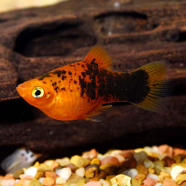 Cá Mún – Painted Platy