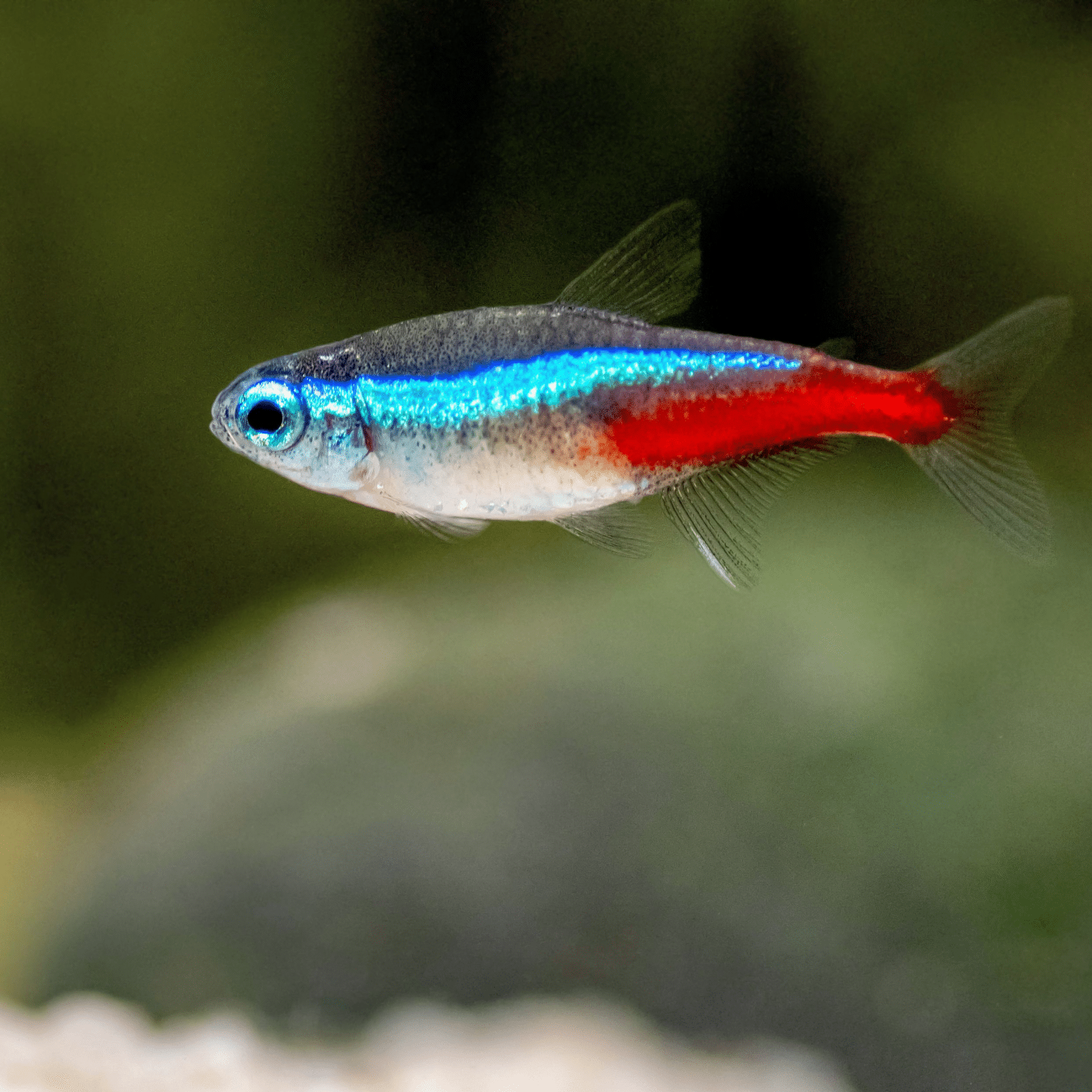 Cá neon – Neon tetra