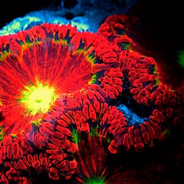 San hô nút nhung / Blasto – Big Polyp Blastomussa Coral