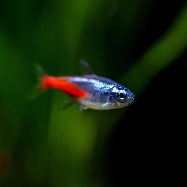 Cá Neon Kim Cương – Diamond Head Neon Tetra