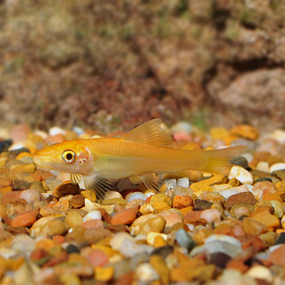 Cá Bống Vàng – Gold Algae Eater