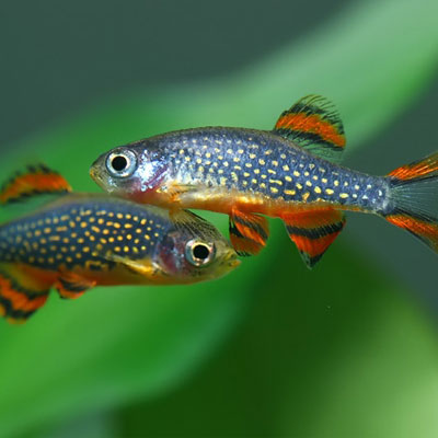 Trâm Galaxy – Galaxy Rasbora