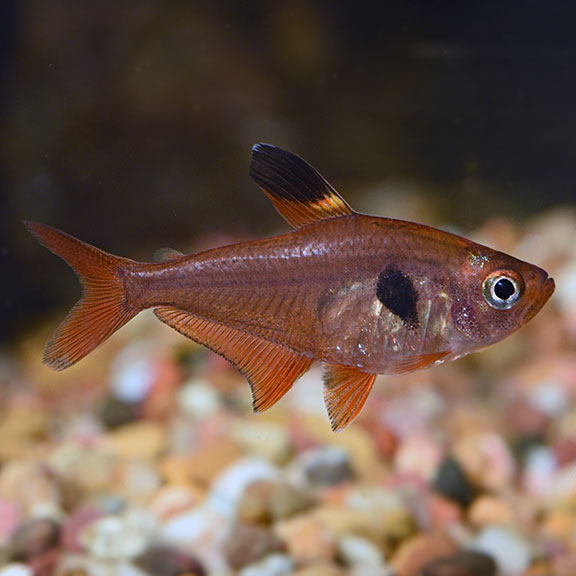 Cá Hồng Tử Kỳ – Red Phantom Tetra