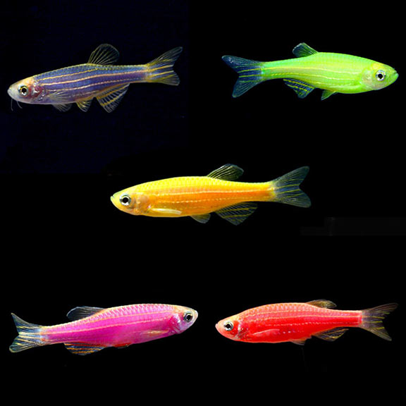 Cá sọc ngựa – GloFish Danio