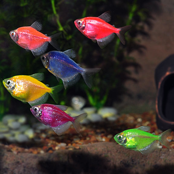 Cá Cánh Buồm – GloFish Tetra