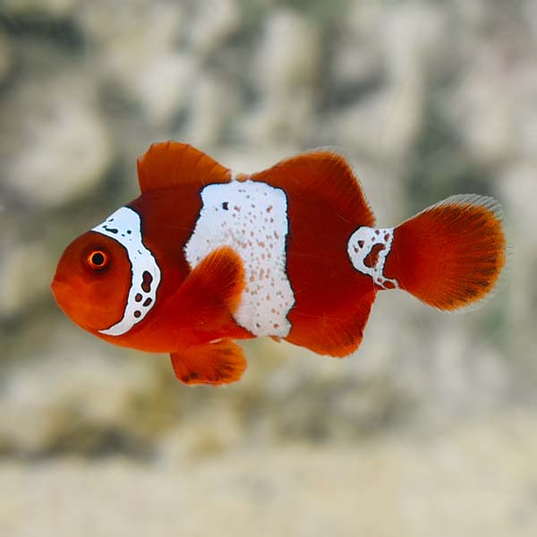  Lightning Maroon Clownfish