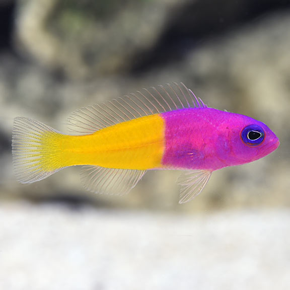 Bống hai màu – Bicolor Dottyback