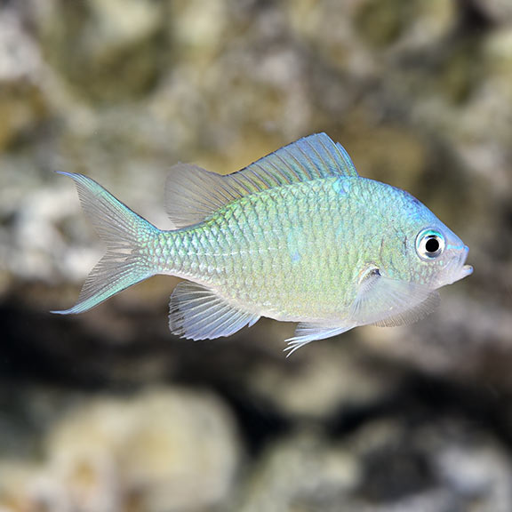 Thia lá mạ – Green Reef Chromis