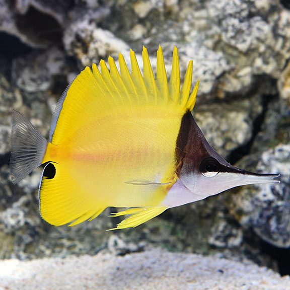 Cá chim sâu – Yellow longnose butteflyfish