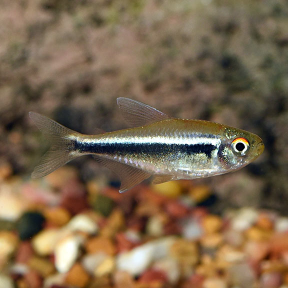 Cá Neon Đen – Black Neon Tetra