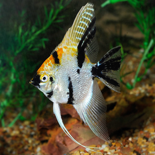 Cá Thần tiên Koi 3 màu – Koi Angelfish