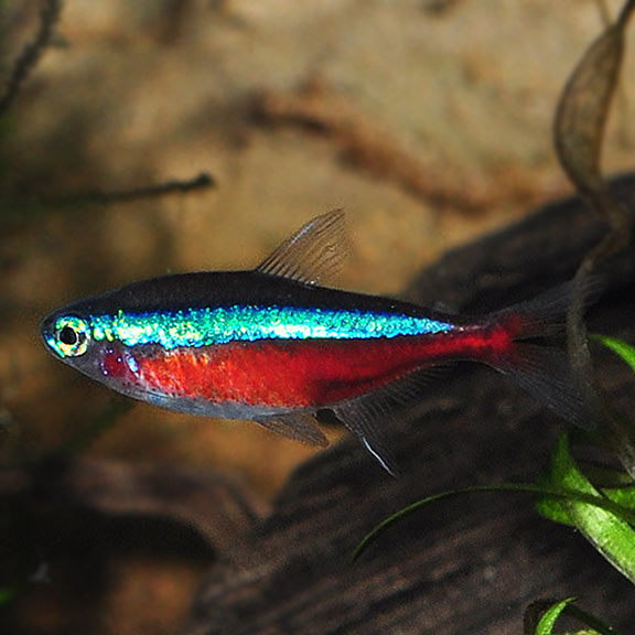 Cá Neon Vua – Cardinal Tetra