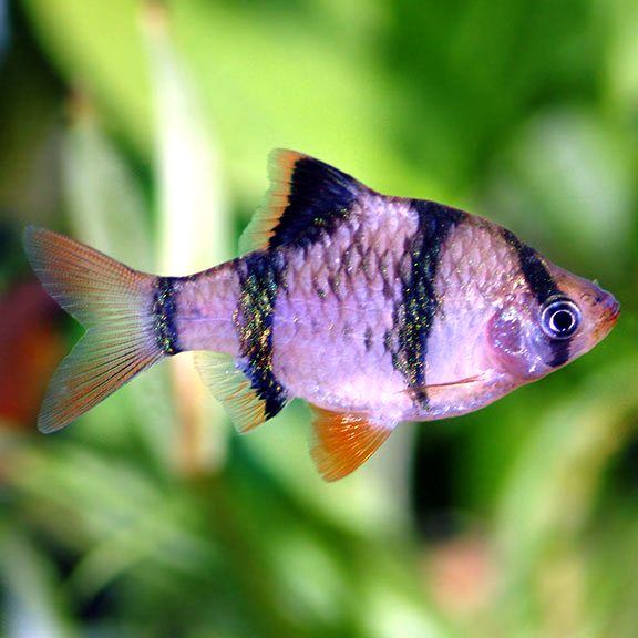 Cá Xecan – Tiger Barb