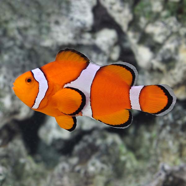 Cá nemo – Ocellaris Clownfish